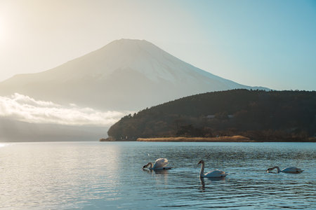 Swans gracefully swim on Lake Yamanaka with a majestic yet hazy Mount Fuji in the distance.の写真素材