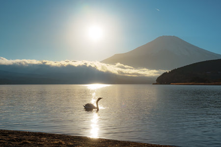 Swans gracefully swim on Lake Yamanaka with a majestic yet hazy Mount Fuji in the distance.の写真素材