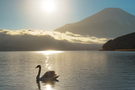 Swans gracefully swim on Lake Yamanaka with a majestic yet hazy Mount Fuji in the distance.の写真素材