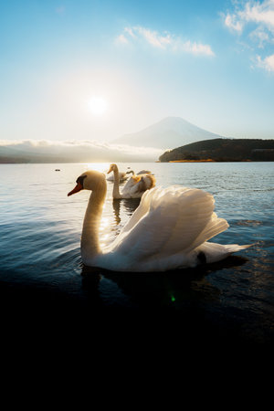 Several beautiful swans on Lake Yamanaka with a stunning sunrise and Mount Fuji backdrop.の写真素材