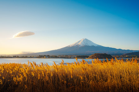 Golden reeds in the foreground with majestic Mount Fuji and Lake Kawaguchiko under a clear blue sky.の写真素材