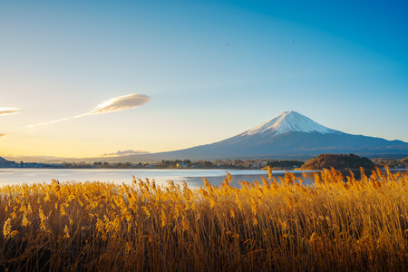 Golden reeds in the foreground with majestic Mount Fuji and Lake Kawaguchiko under a clear blue sky.の写真素材