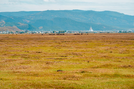 A panoramic view across the Napahai grasslands to a white Buddhist stupa and town, with majestic snow-capped mountains.の写真素材