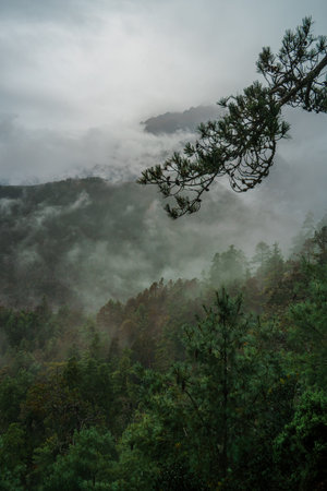 Low clouds and mist drift among the green pine trees on the slopes of Yulong Snow Mountain, creating a serene mountain scene.の写真素材