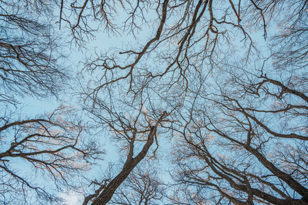 Scenic upward view of bare winter tree branches against blue sky on Hallasan Eorimok Trail, Jeju...