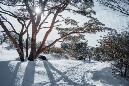 Bright sunlight illuminates frosty snow-covered trees along Eorimok Trail on Hallasan, Jeju Island,...