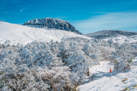 Dense pine forest blanketed in snow along the Eorimok Trail, Hallasan, Jeju. Quiet winter path under bright blue sky and frosted branches.の写真素材