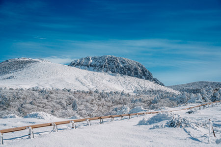 Snow-covered transport track winds through winter landscape on Eorimok Trail, Hallasan, Jeju. Surrounded by frost-covered trees and blue sky.の写真素材