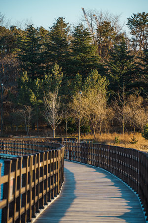 Curving boardwalk with railings crosses Yeongrang Lake in Sokcho, guiding walkers past winter trees and evergreens in warm afternoon light.の写真素材