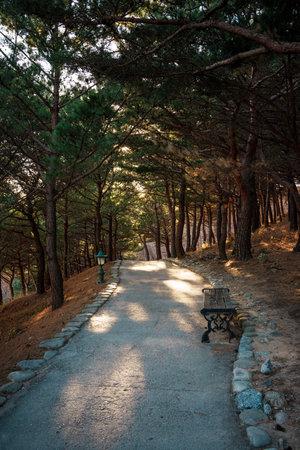 Warm sun filters through pines over a quiet path at Naksansa Temple, South Korea, as a lone visitor heads down the scenic trail.の写真素材
