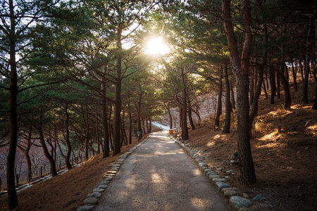 Warm sun filters through pines over a quiet path at Naksansa Temple, South Korea, as a lone visitor heads down the scenic trail.の写真素材