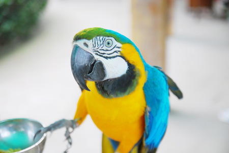 Macaw