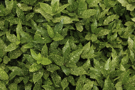 Aucuba leavesの写真素材