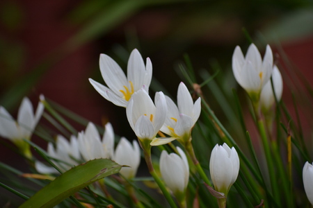 white flowersのeditorial素材