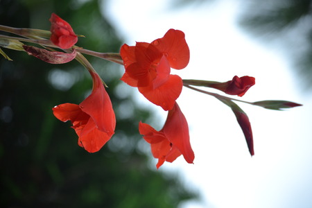 flowerのeditorial素材