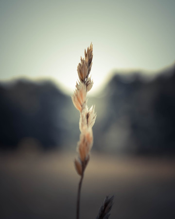 Wheat spike in the middle of the fieldの写真素材