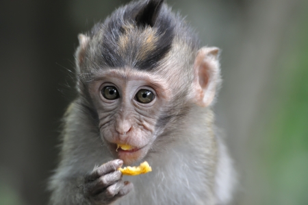 Monkey eating fruit in Bali Ubud forest の写真素材