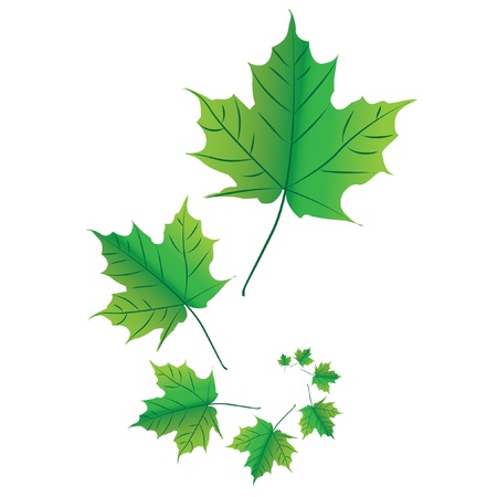 maple leafs in spiral - illustrationのイラスト素材