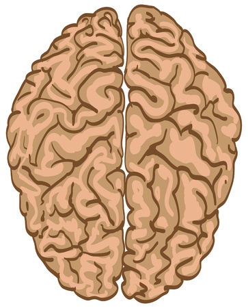 human color brain isolated - illustrationのイラスト素材