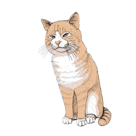 isolated sitting cat on white - illustrationのイラスト素材