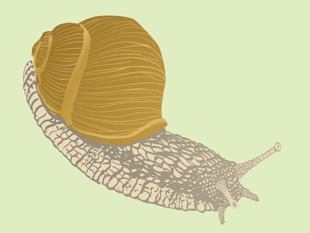 isolated snail - illustrationのイラスト素材