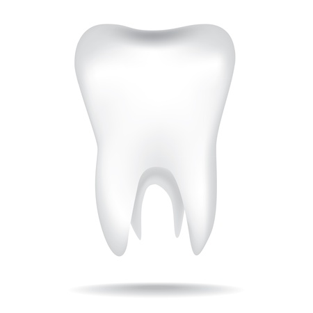 isolated white illustrations of the human toothのイラスト素材