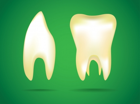 illustrations of the human teethのイラスト素材