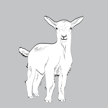 cute young white goat, illustrationのイラスト素材