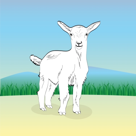 cute young white goat, illustrationのイラスト素材