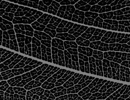 Negative image of leaf structure - illustrationのイラスト素材