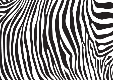 Zebra stripes pattern, illustrationのイラスト素材