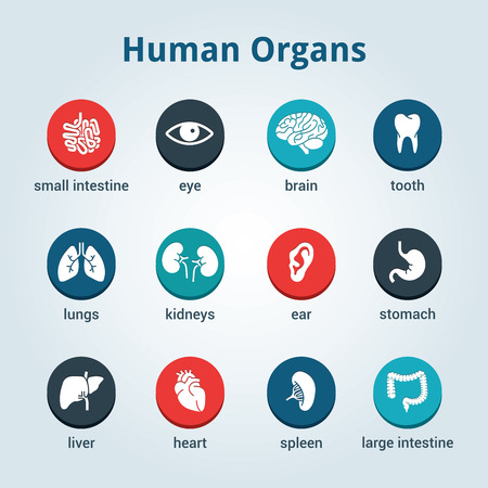 Medical human organs icon setのイラスト素材
