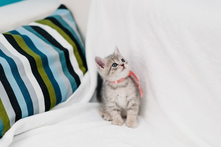 grey kittens playing on a white sofaの写真素材
