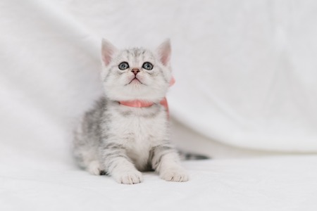 grey kittens with grey stripes playing on a white sofaの写真素材