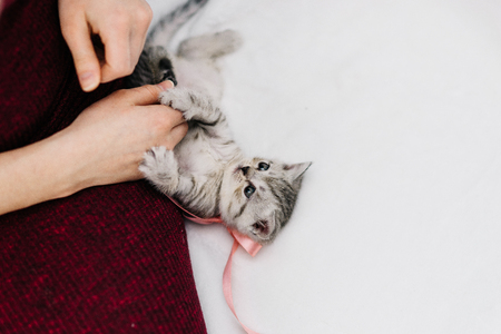 grey kittens with grey stripes playing on a white sofaの写真素材