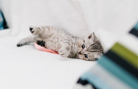 grey kittens with grey stripes playing on a white sofaの写真素材