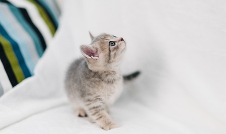 grey kittens with grey stripes playing on a white sofaの写真素材