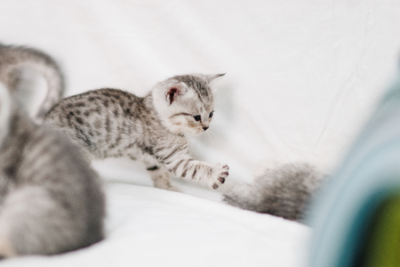 grey kittens with grey stripes playing on a white sofaの写真素材