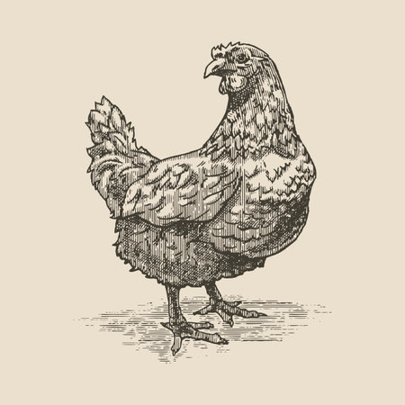 Chicken, illustration in the style of a medieval engravingのイラスト素材