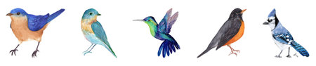 Set of cute colorful birds isolated on white background. Vector illustration.の写真素材