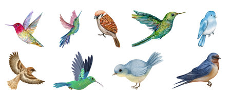 Set of colorful birds isolated on white background. Watercolor illustration.の写真素材