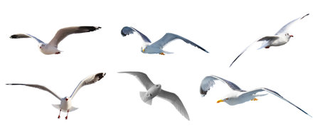 Set of flying seagulls isolated on white background. 3d illustrationの写真素材