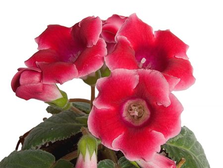 Flowers of sinningia speciosa isolated on whiteの写真素材