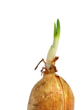 Onion vegetables over white の写真素材