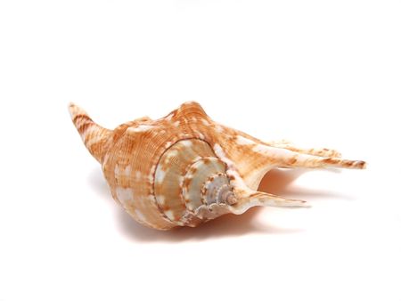 Sea shell over white の写真素材