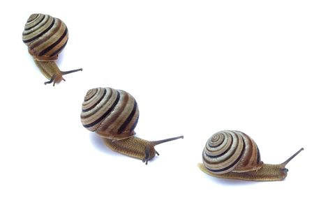 Snail isolated on whiteの写真素材