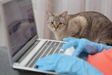 Woman in blue rubber glove working at notebook in defocused foreground and cat on backgroundの写真素材