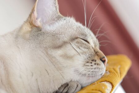 Scottish Straight cat sleeping at at bed close upの写真素材