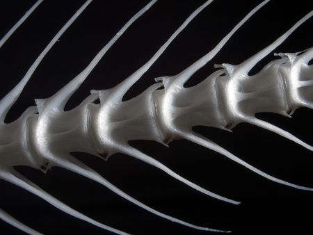 Sea fish white bone close-upの写真素材
