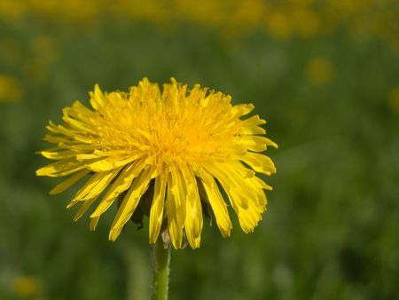 Flower on green nature grass, blue sky at summerの写真素材